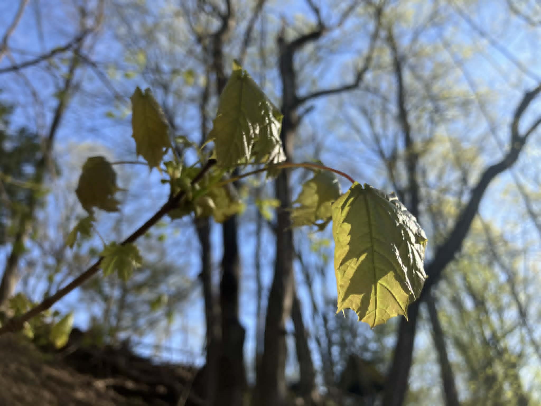 Sean Kirst: That stunning fluorescent green? It's 'Leaf Day' in many Syracuse neighborhoods